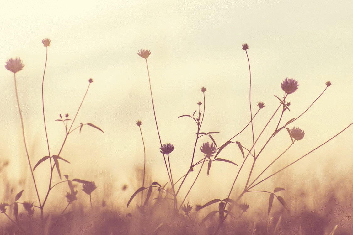 Sunflower in a sunlit field