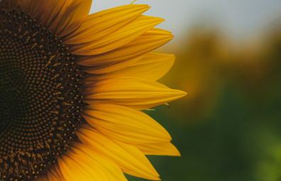 Sunflower in a sunlit field